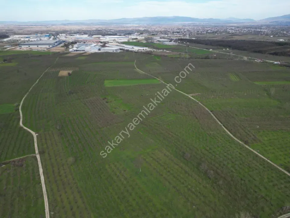 KÜÇÜCEK İSTİKLAL'DE 6.159 m2 FINDIK BAHÇESİ SATILIK