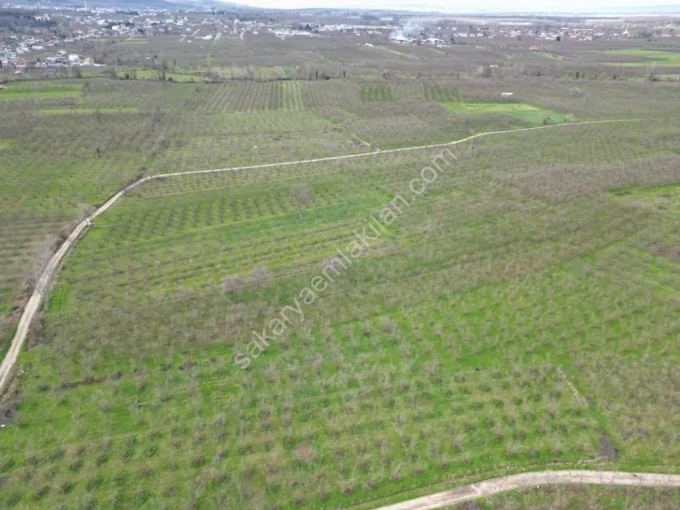 KÜÇÜCEK İSTİKLAL'DE 6.159 m2 FINDIK BAHÇESİ SATILIK