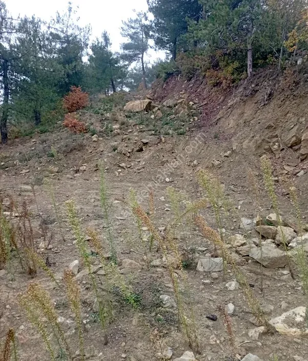 SAKARYA PAMUKOVA ŞAHMELEK'TE DOĞA İLE İÇ İÇE, YATIRIMLIK ARSA