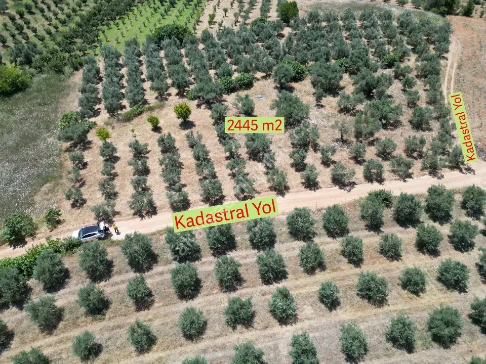 Geyve Doğantepe'de 2.445 m² Bakımlı Zeytin Bahçesi