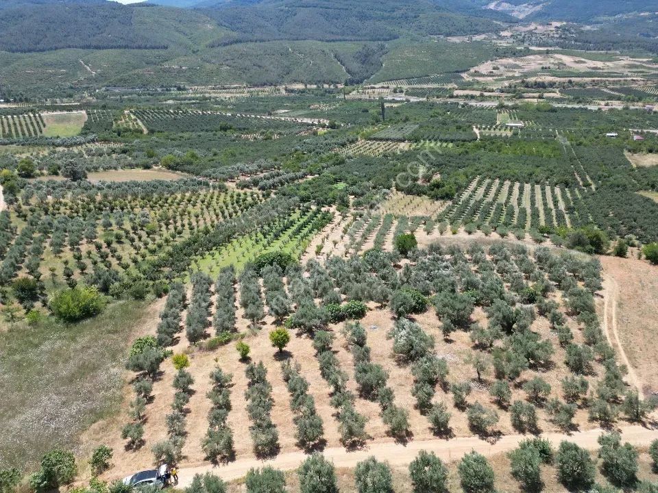 Geyve Doğantepe'de 2.445 m² Bakımlı Zeytin Bahçesi