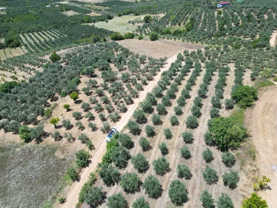 Geyve Doğantepe'de 2.445 m² Bakımlı Zeytin Bahçesi