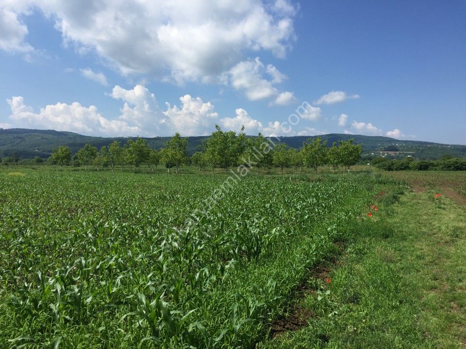 YILDIZ GAYRİMENKUL'DEN KAYNARCA SATILIK TARLA